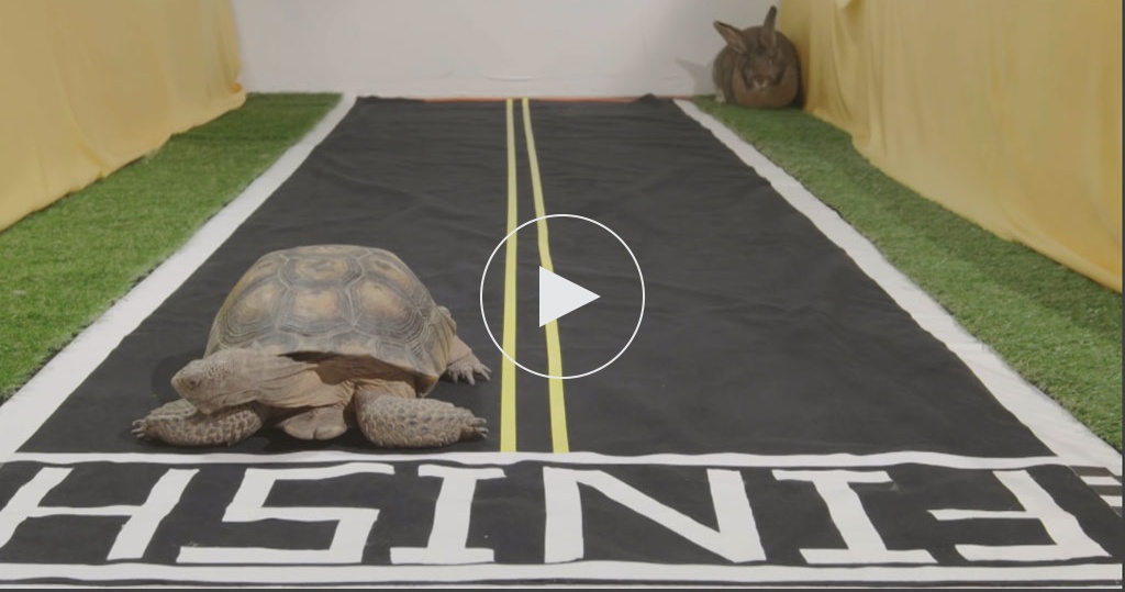 черепаха, ползущая по дороге, обгоняющая зайца