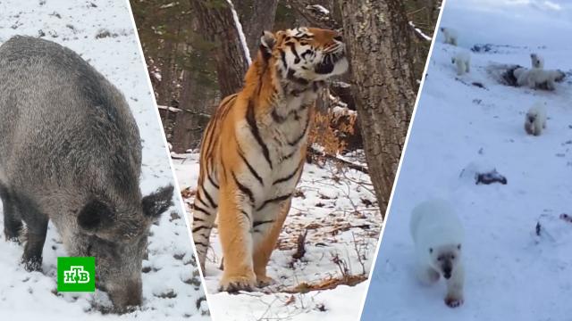 , ,        . , , , ..Ru: , ,   