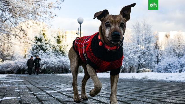 �� 11 �������� ������ ��������� � ������ �� �������.��������� ���������� � ������ � ������� 23 �������.����, ������, ������, ������, �������.���.Ru: �������, �����, ��������� ���������� ���