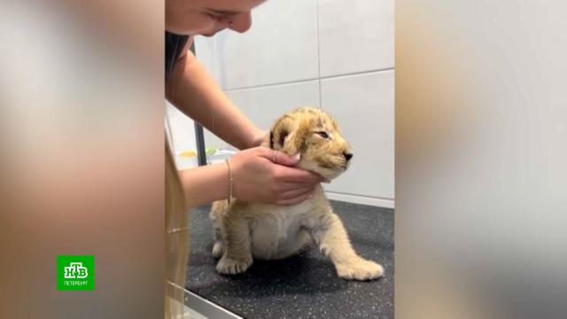 ������� ����� ������ ������� �������, �������� ������� �� ������� ������.�����-���������, ��������, ����, �������.���.Ru: �������, �����, ��������� ���������� ���