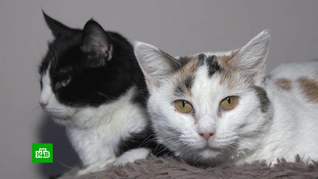 ������ ��������� ������: ��������� ���������� �������� �� ���� ���.����� � ���� ��, ��������, �����.���.Ru: �������, �����, ��������� ���������� ���