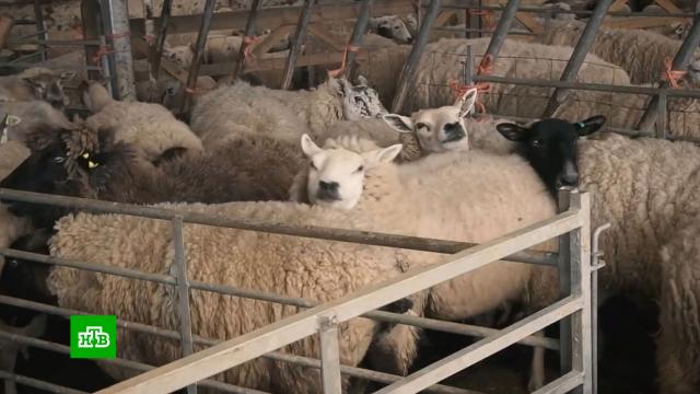 �������� ����� �������. ����� ��� �����?���.Ru: �������, �����, ��������� ���������� ���