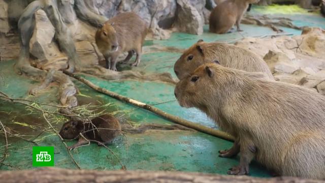 ��������������: ������ �&nbsp;������ ������ ������� ������� �&nbsp;������� ����.��������, ��������.���.Ru: �������, �����, ��������� ���������� ���