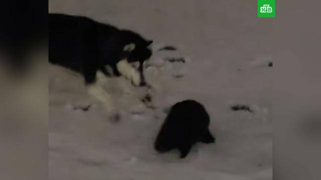 �&nbsp;������ ��������� �&nbsp;��������������� ��������� ������, ������� �������� �����.������, ��������, ������������� ������.���.Ru: �������, �����, ��������� ���������� ���