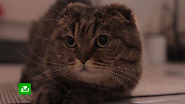 ���� �� �����: &laquo;����������&raquo; �������� ������� �&nbsp;��������� �� �������.������, �����������, ��������, ��������, �����, ������, ����������.���.Ru: �������, �����, ��������� ���������� ���