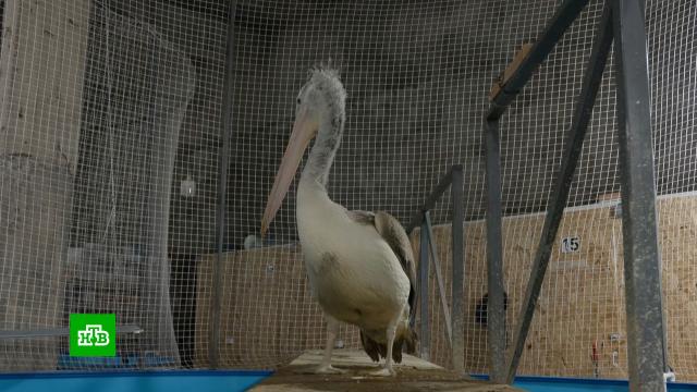 �� ������ ��������� ������� &laquo;���-112&raquo; ��� ������ ����� ������ �&nbsp;��������.������������� ����, ����������, ���������, ��������, �����, ��������.���.Ru: �������, �����, ��������� ���������� ���