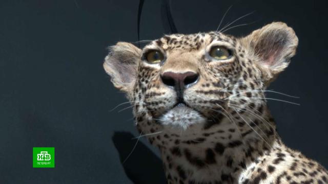 ��������� �������������� ����� ��������� �������� �� ����������� �������.�����-���������, �������� � �����, ��������.���.Ru: �������, �����, ��������� ���������� ���