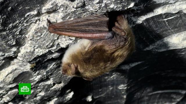 � ����������� ������� �������� ������������ ������� ������� �����.����������� �������, ��������, ������.���.Ru: �������, �����, ��������� ���������� ���