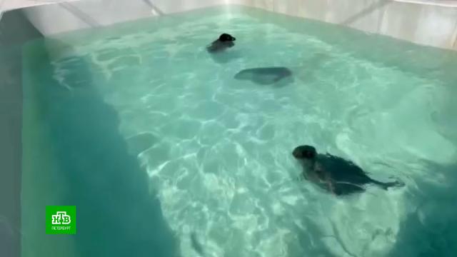 ��������� ������� ��������� �&nbsp;����� �� ����.�����-���������, ������� �����, ��������.���.Ru: �������, �����, ��������� ���������� ���