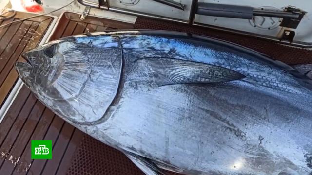 � ������� �������� ��������� ���� ����������� �������� �����.���� � �����������, ������� ������, �������.���.Ru: �������, �����, ��������� ���������� ���