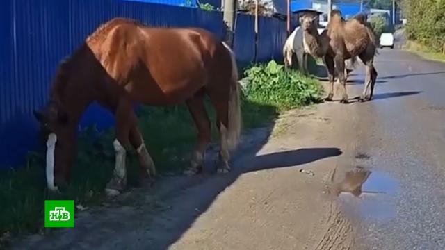 �������, ��� ������ � ������ �������� ����� �� ������� ������������� ��������.������������� �������, ����, ��������.���.Ru: �������, �����, ��������� ���������� ���