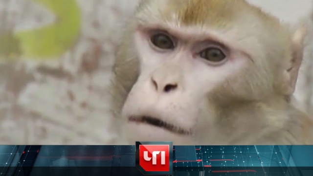 10 августа 2016 года