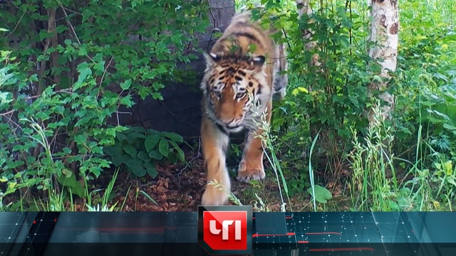 29 июля 2020 года