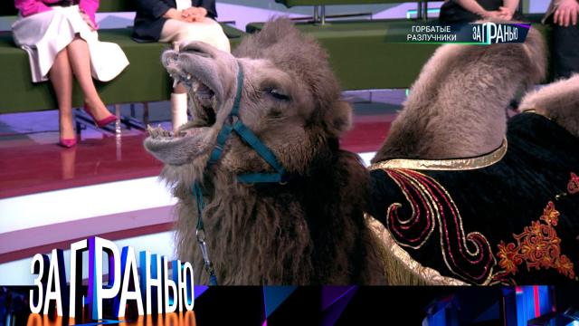 «Горбатые разлучники»