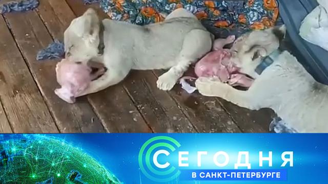 15 августа 2024 года. 16:20