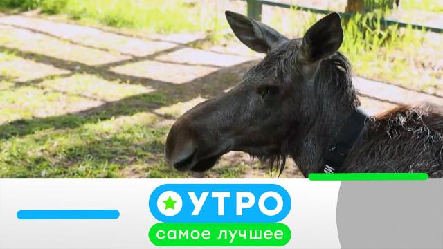 Qichqiriq, writhing, shiddat bilan kamming, rus jinsi